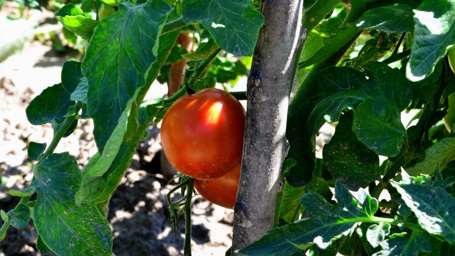 Нехватка азота у рассады томатов фото