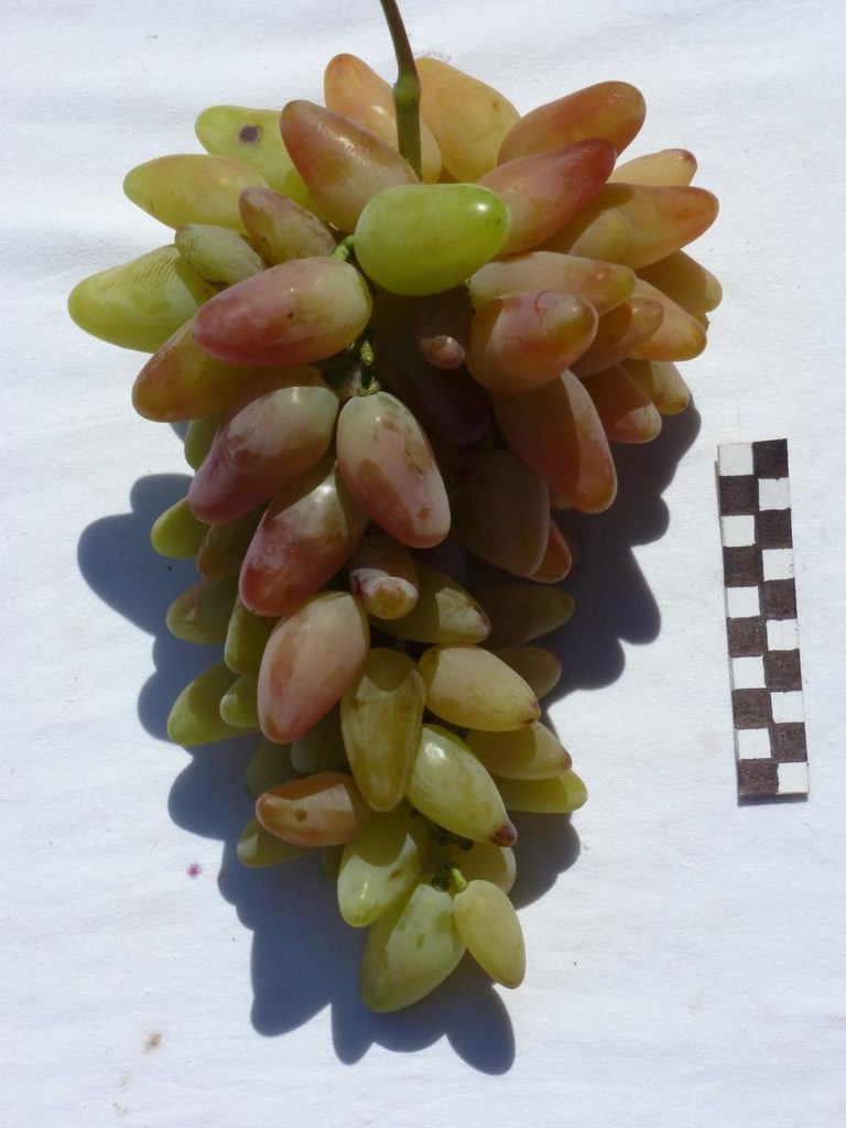 Гроздь винограда Кураж. Фото Гусева С.Э.