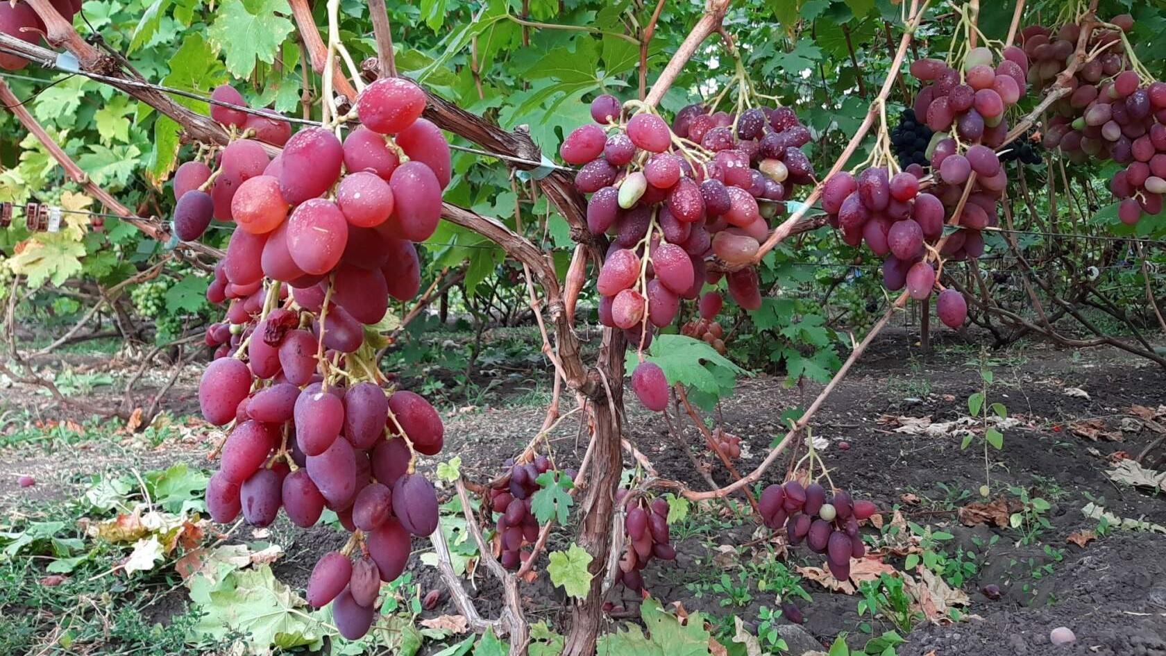 фото винограда восторг черный