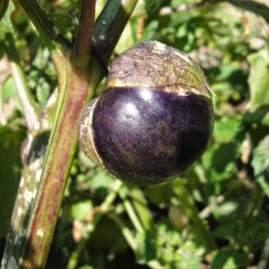 Овощной физалис с фиолетовой окраской плода Purple de Milpa, Physalis ixocarpa 'Purple de Milpa'