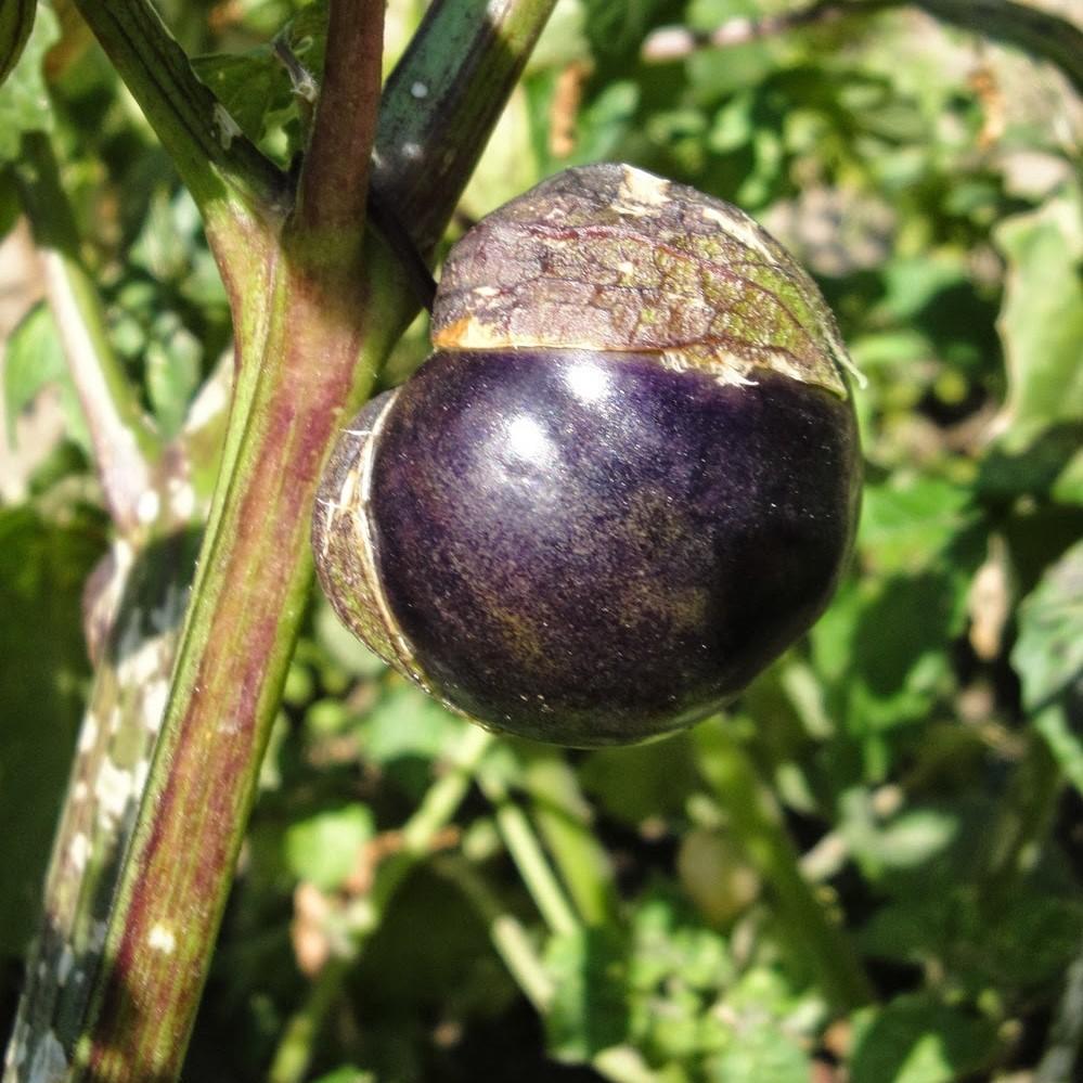 Овощной физалис с фиолетовой окраской плода Purple de Milpa, Physalis ixocarpa 'Purple de Milpa'.