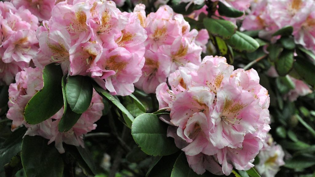 Азалия с нежно-розовыми цветами.