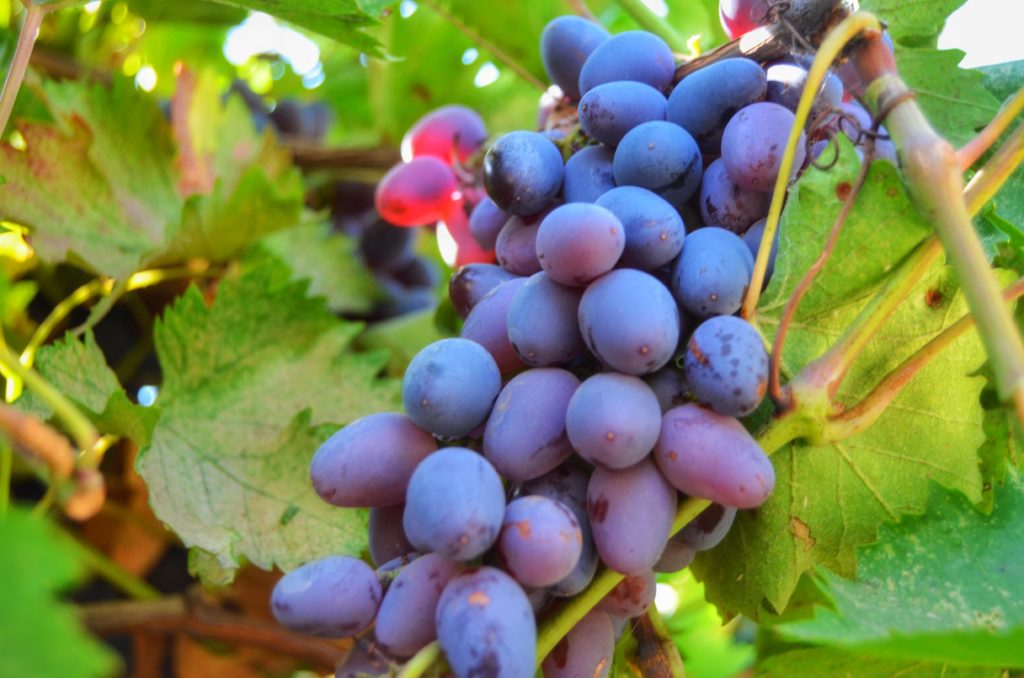 Спелая гроздь винограда