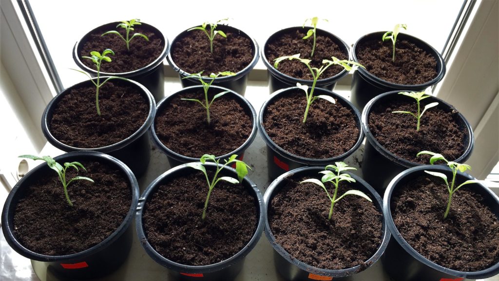 Посадка томатов семенами на рассаду. Когда и как сажать в домашних условиях.