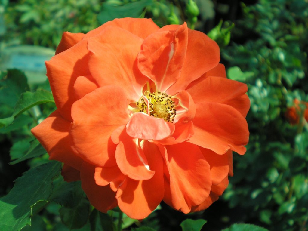 Роза чайная лососевого цвета, Rose odorata