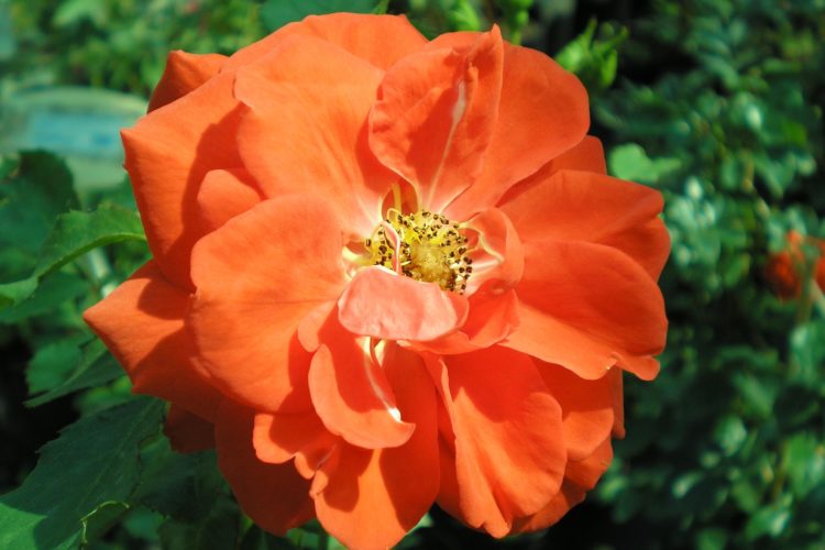Роза чайная лососевого цвета, Rose odorata