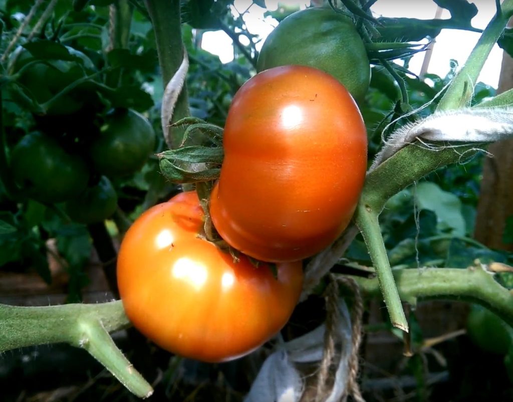 Созревающие томаты Подснежник на ветке
