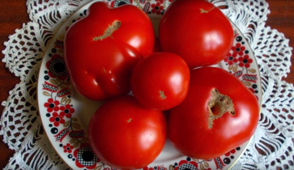 Собранный урожай томатов Подснежник на тарелке