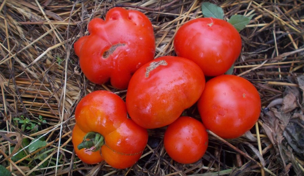 Свежесорванные помидоры Подснежник