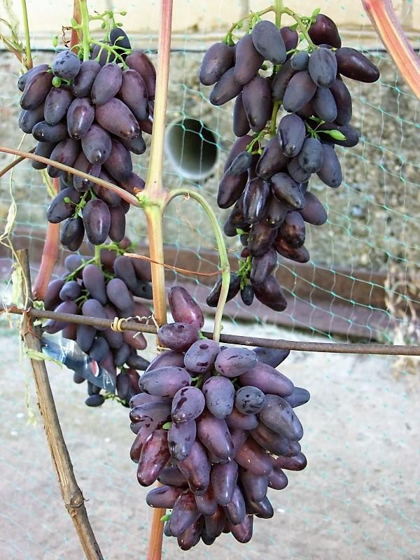 Сорт винограда коронный фото и описание
