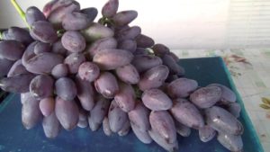 Гроздь винограда Арабелла