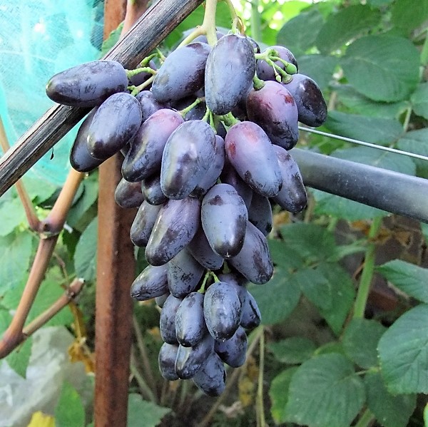 Сорт винограда ламборджини фото и описание