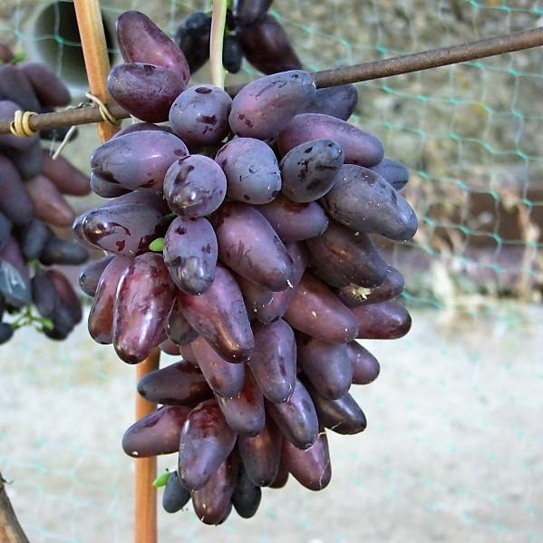 Гроздь винограда Арабелла на кусте, фото Евгений Полянин, г. Камышин, Волгоградская область