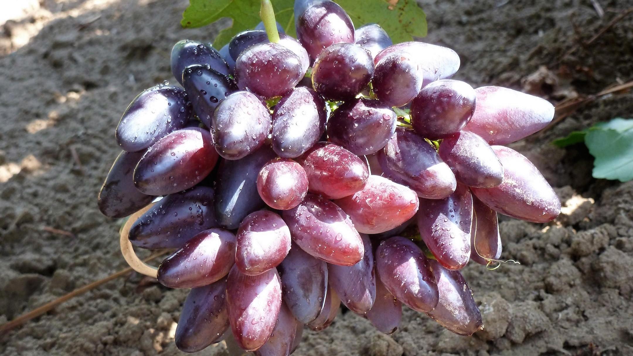 фото винограда алладин