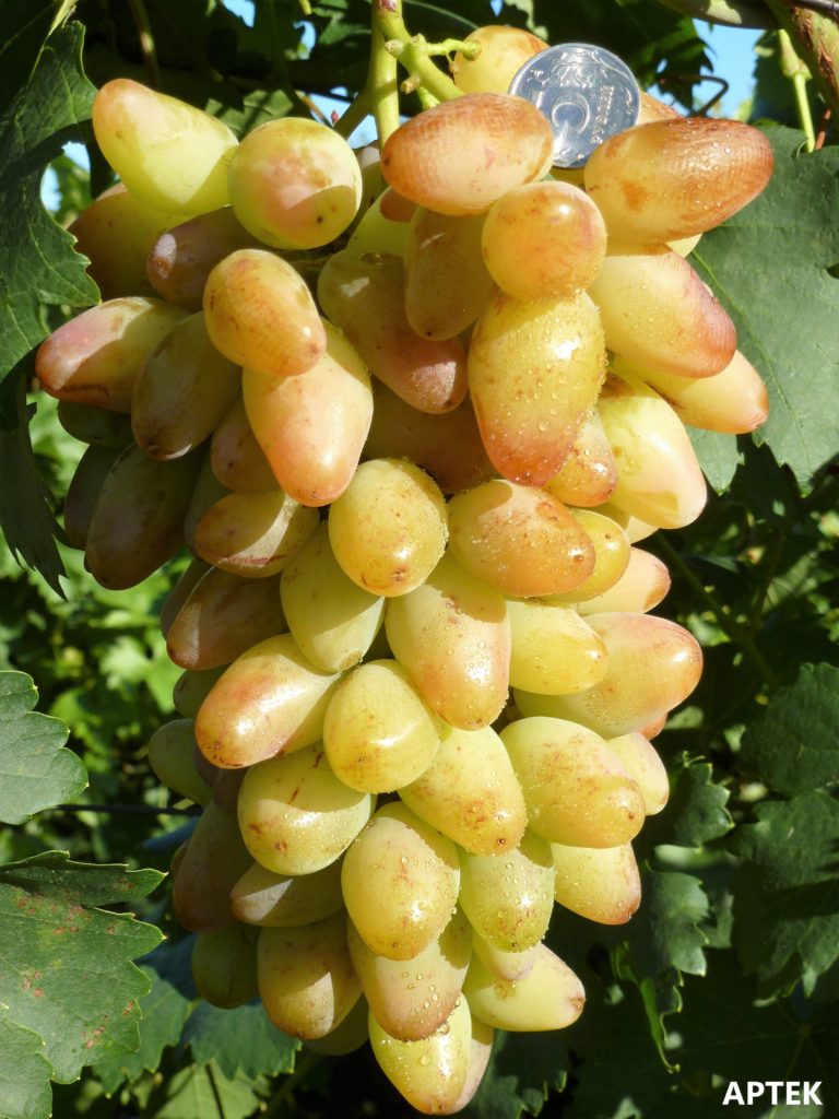 Гроздь созревшего винограда Артек, фото Гусева С.Э.