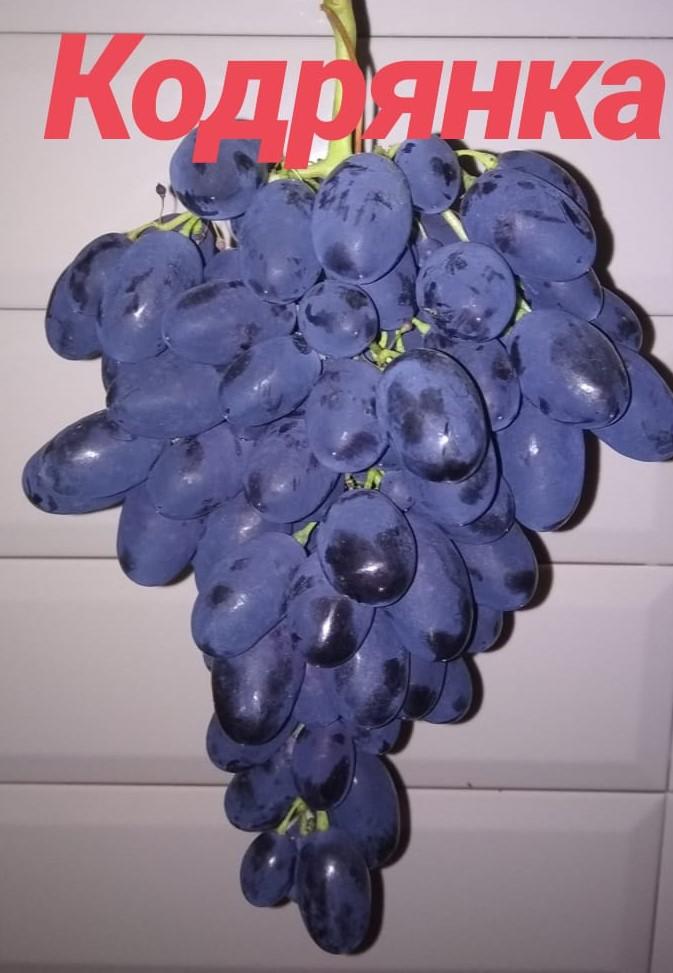 виноград Кодрянка