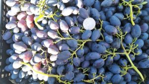 Грозди винограда Кодрянка в ящике