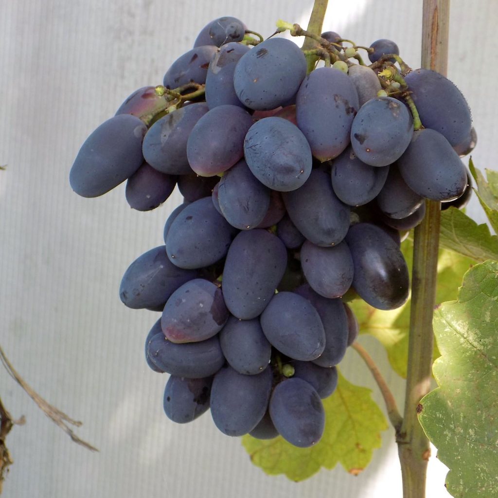 Гроздь винограда Кодрянка