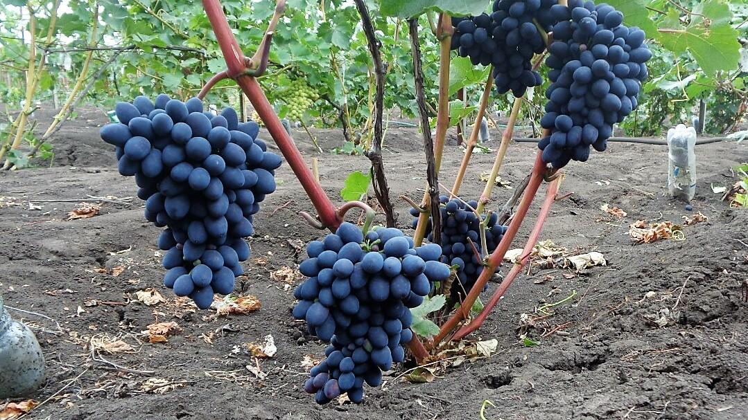 Сорт винограда Кодрянка — описание сорта, фото, отзывы, видео