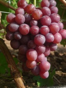 Гроздь винограда Арлекин. Фото Гусева С.Э.