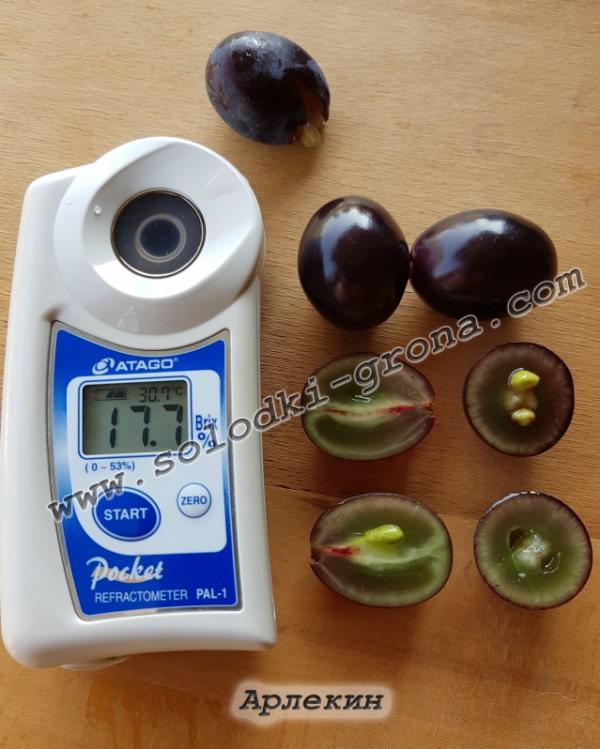  Измерение сахаронакопления ягод винограда Арлекин 