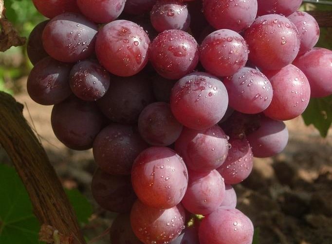 Гроздь винограда Арлекин. Фото Гусева С.Э.