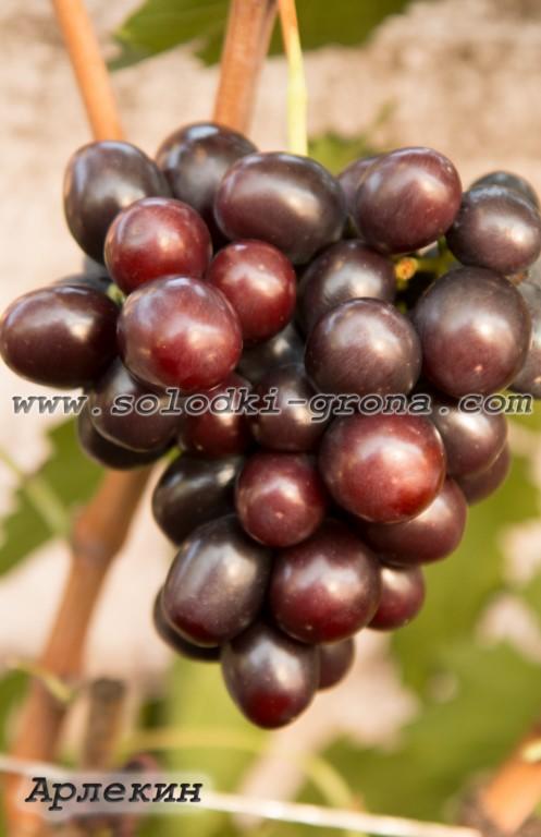 Гроздь винограда Арлекин на кусте