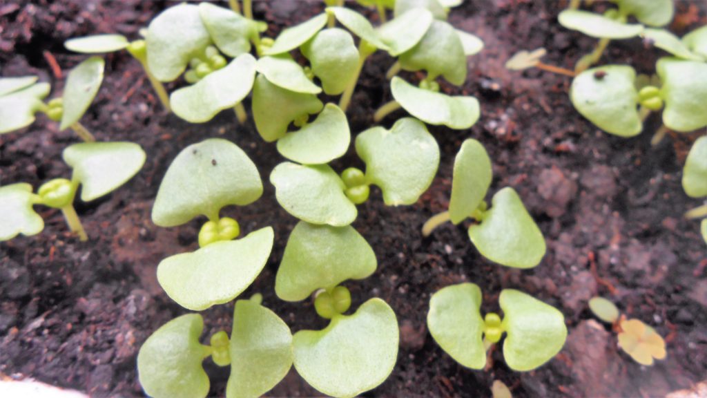 2 способа выращивания рассады базилика из семян.