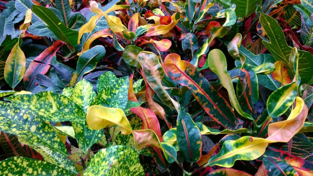Яркие окраски листьев кодиеума.