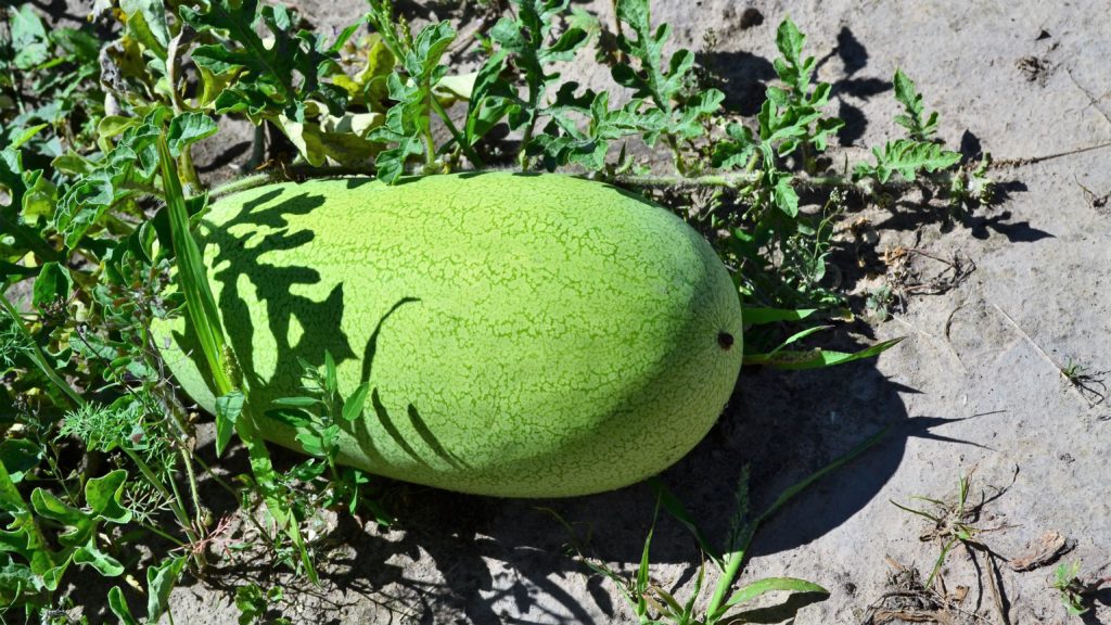Мраморный арбуз - разновидность арбуза обыкновенного с кожурой светло-зелёного цвета