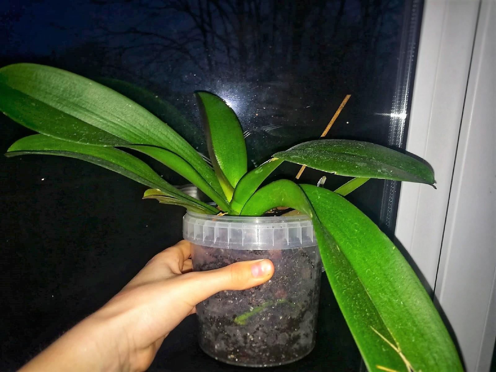 Пересадить орхидею в другой горшок в домашних условиях пошагово с фото