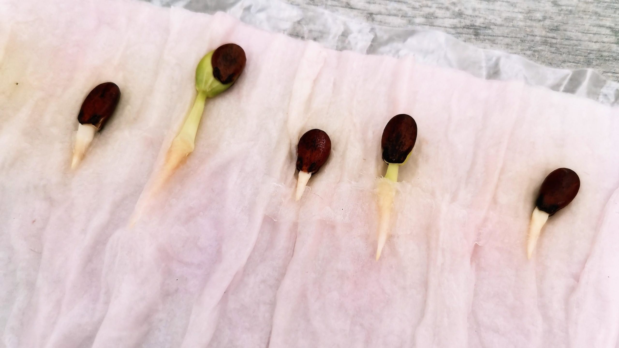 Как замачивать семена арбуза