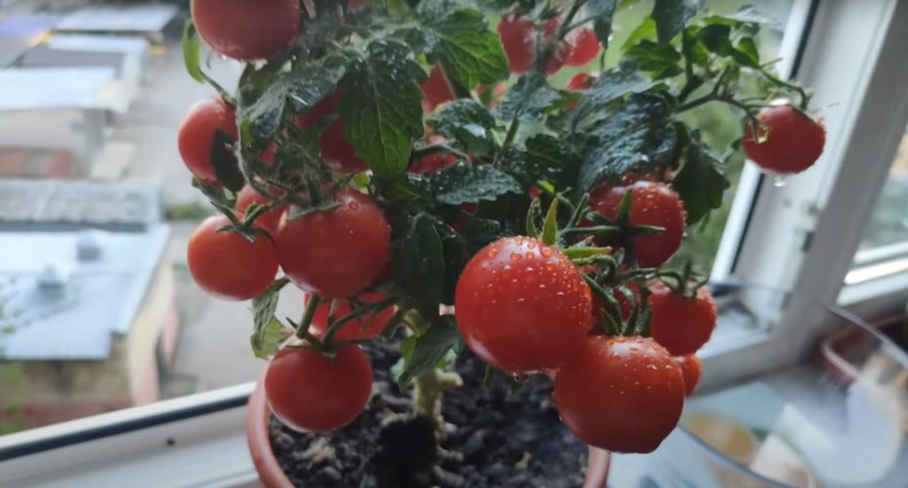 Спелые томаты Красная Шапочка на подоконнике