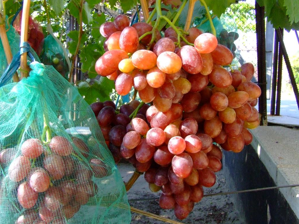 Гроздь винограда Фавор