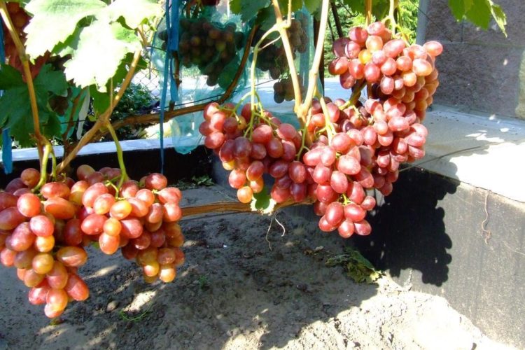 Урожай винограда Фавор