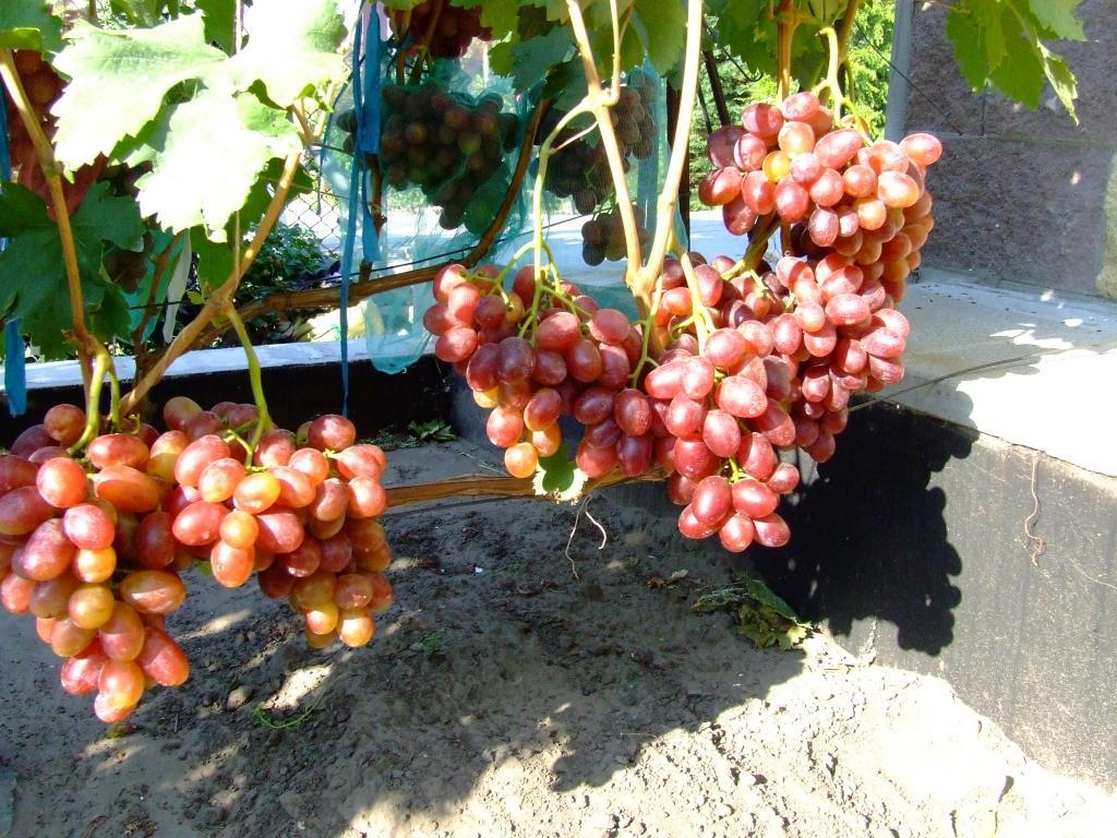 грозди винограда Фавор