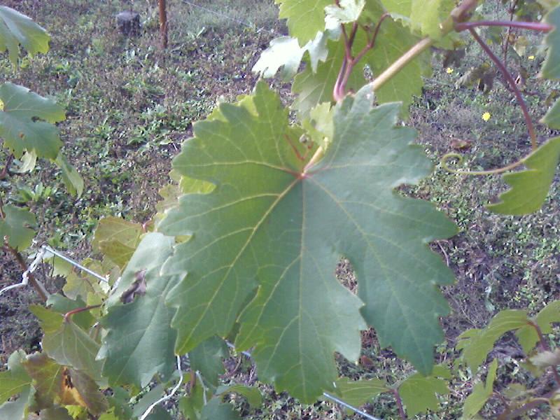 Лист винограда Фавор