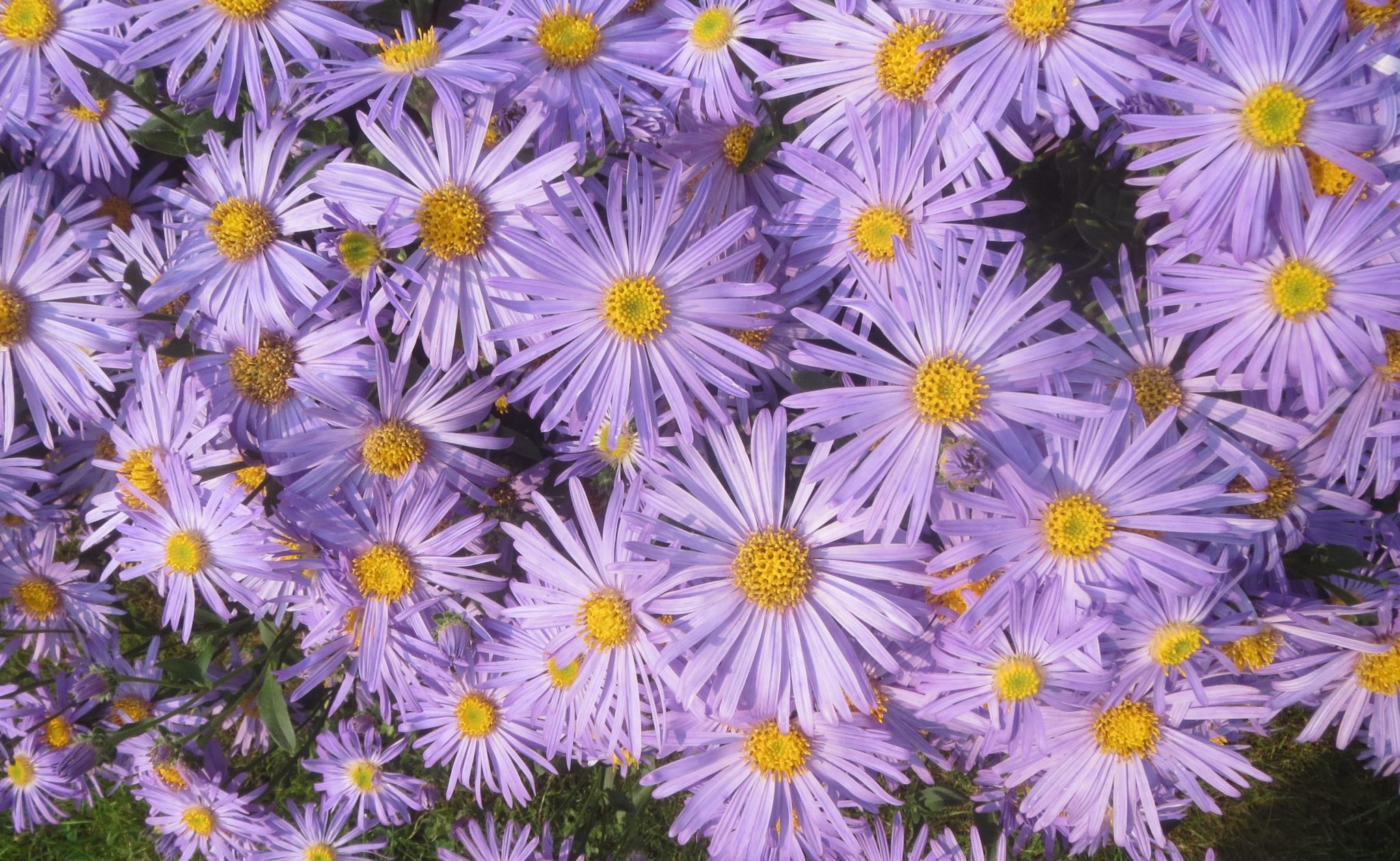 Астра Ромашковая Aster amellus