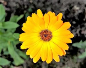 Календула лекарственная, Calendula officinalis