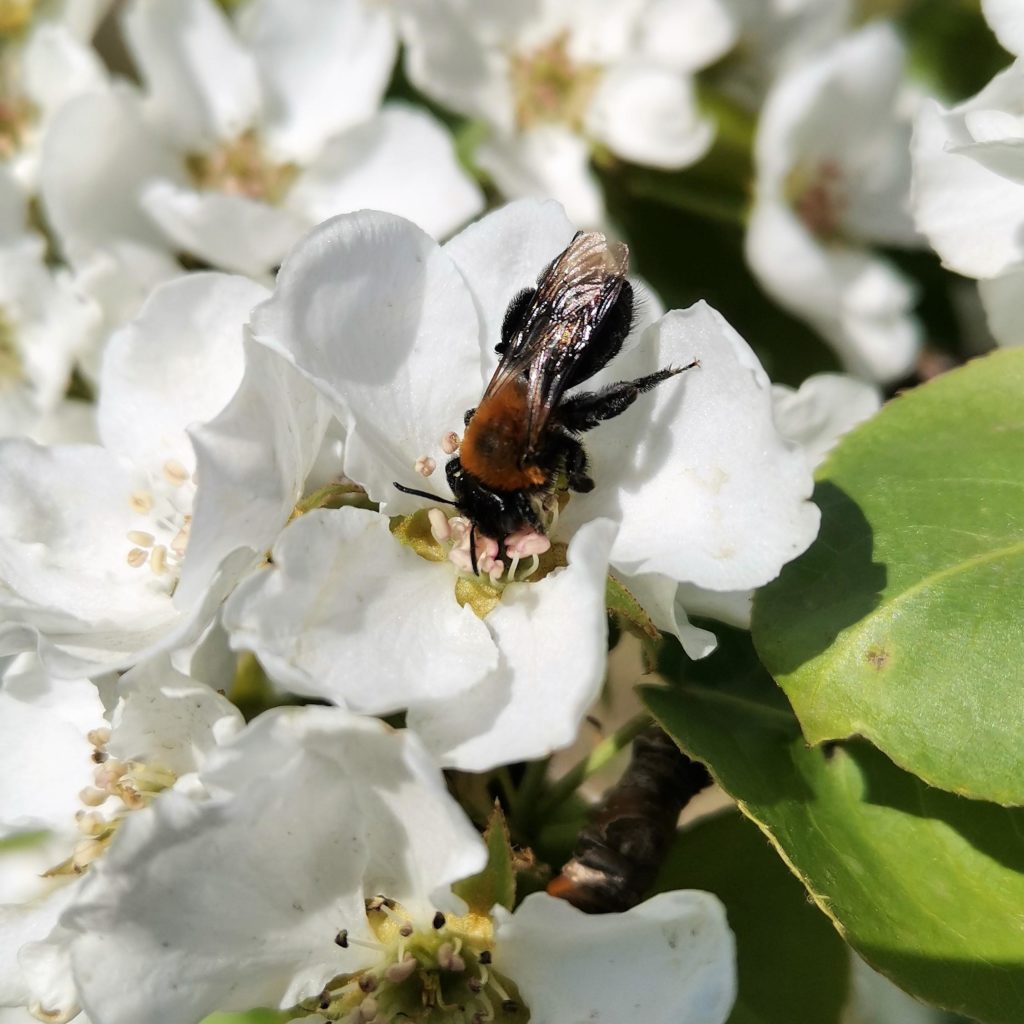 Андрена - земляная пчела