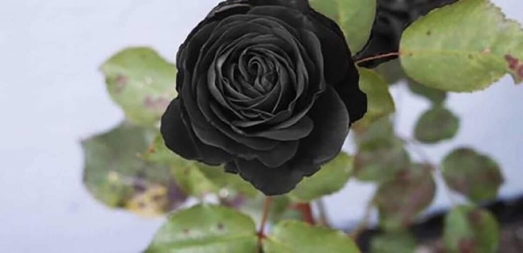 Чёрная роза из Халфети.