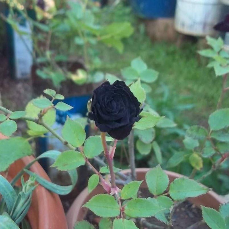 Чёрная роза в горшке.