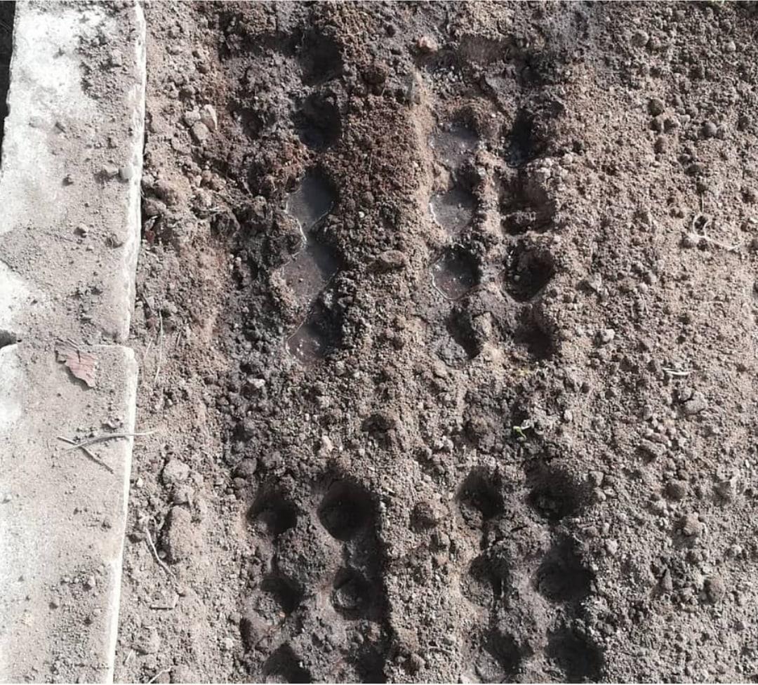 Как сажать редиску в открытый грунт. Фото схемы посадки редиса. Как сажает редиску в Узбекистане. Как сеять редис в ячейки из под яиц. Как посадить редиску в открытый грунт