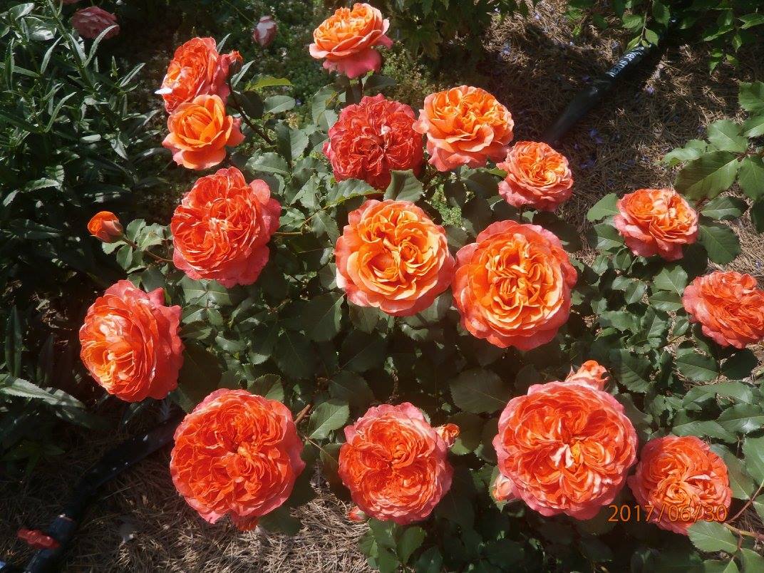 Эмильен гийо роза описание фото