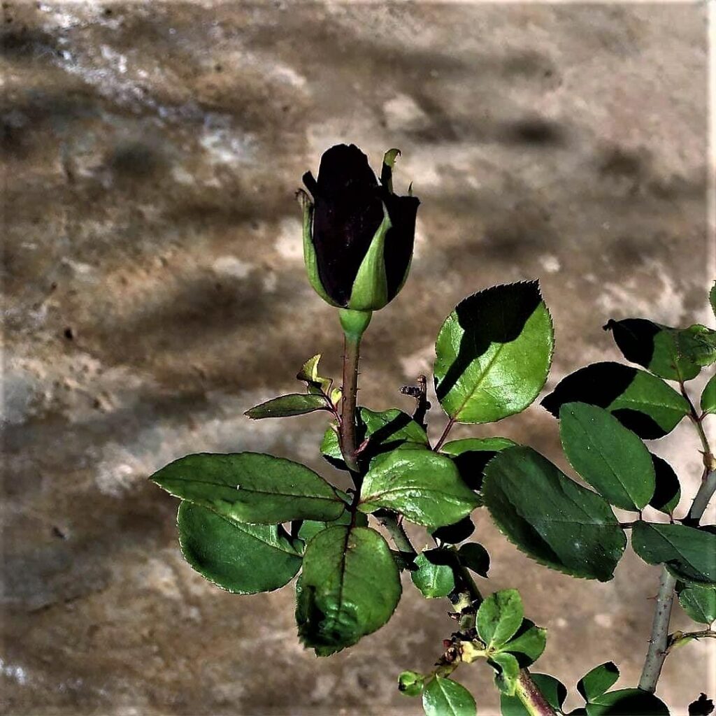 Небольшие манипуляции и тёмно-бордовая роза превращается в чёрную.