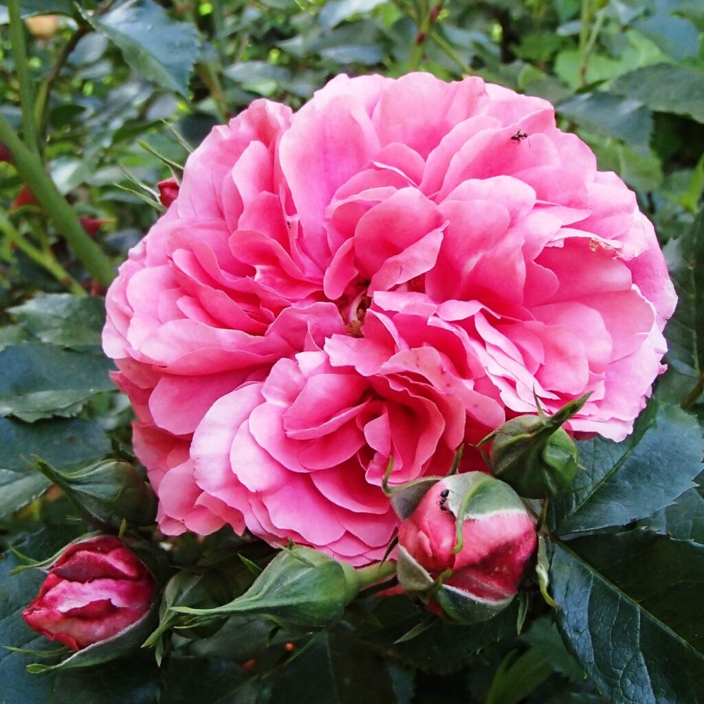Цветок розы Розариум Ютерсен, Rosarium Uetersen.