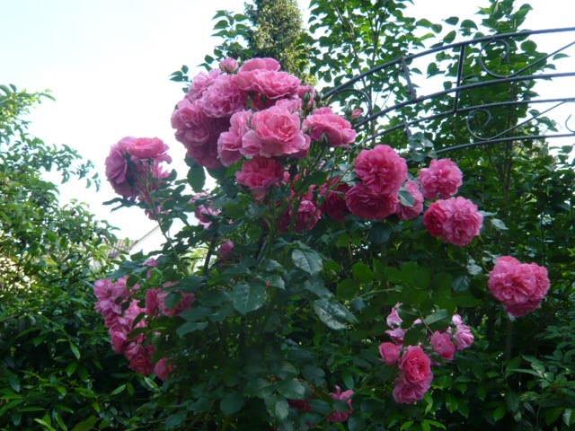 Роза плетистая Розариум Ютерсен, Rosarium Uetersen.