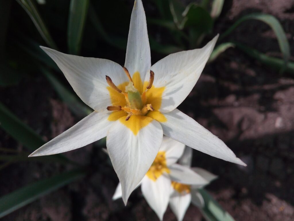 Тюльпан туркестанский, Tulipa turkestanica.