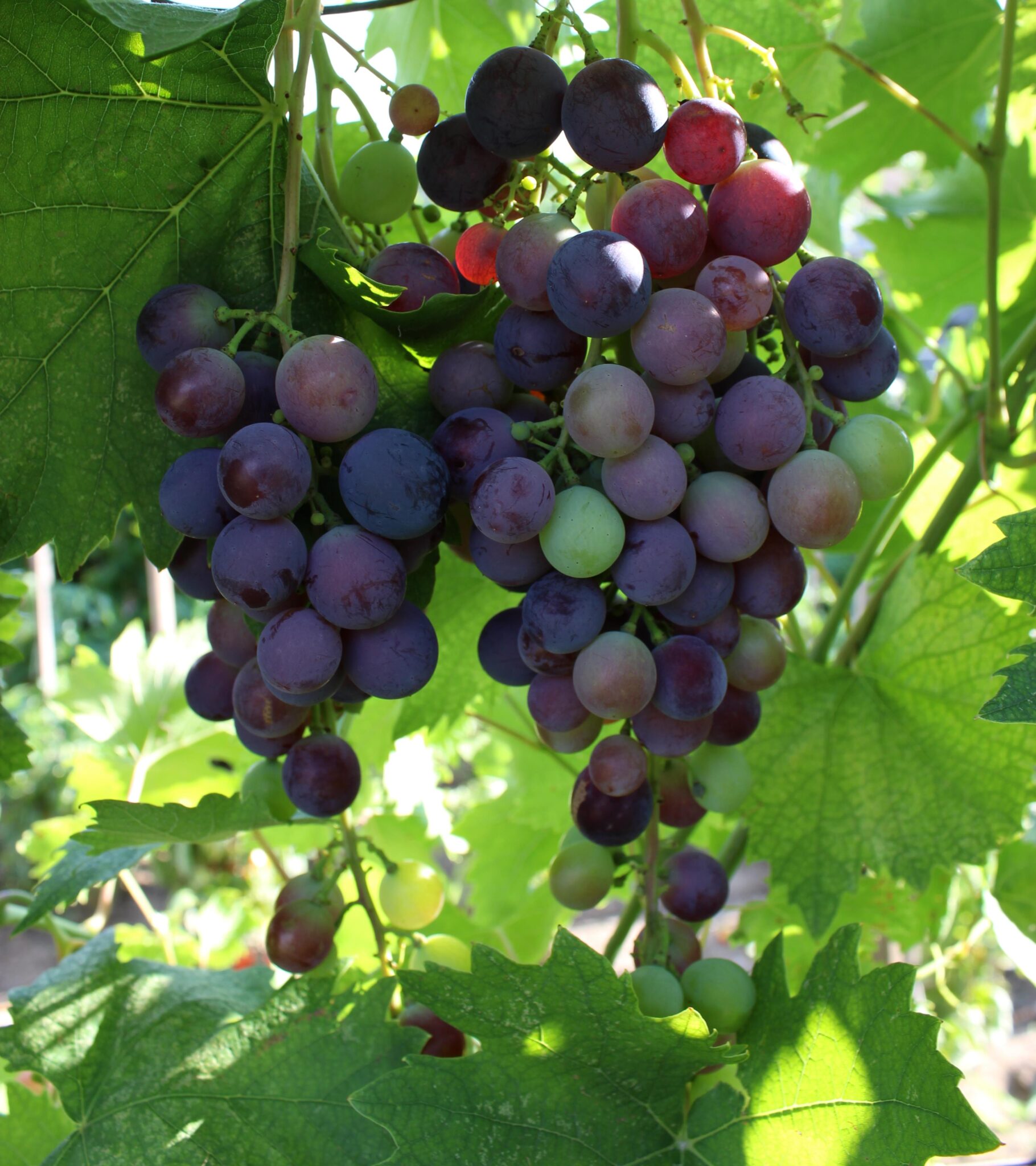 Уральские сорта винограда