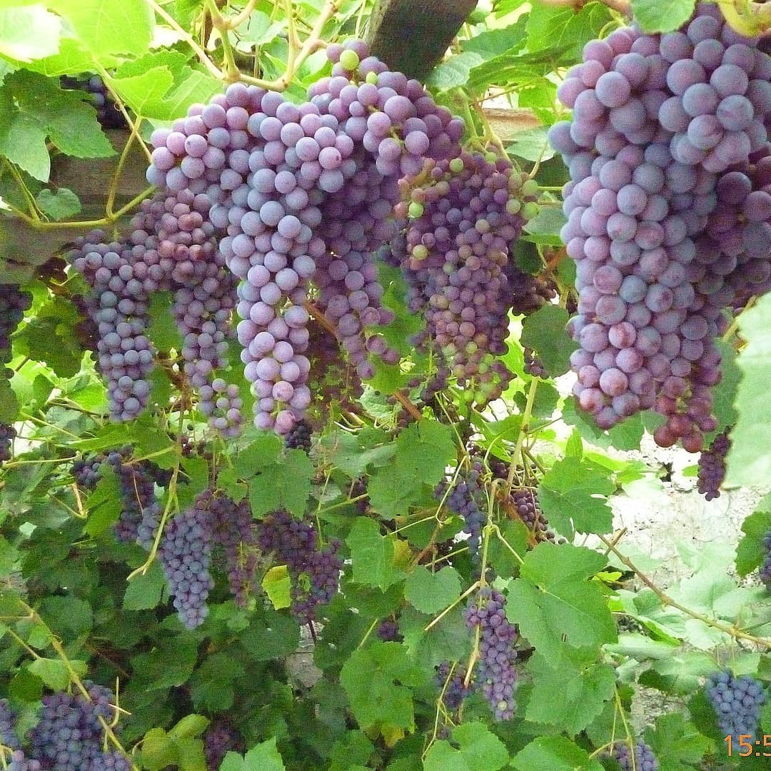 виноград на урале фото